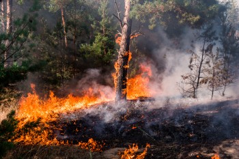 Risque de feux de forêt élevé : mesures d'interdiction