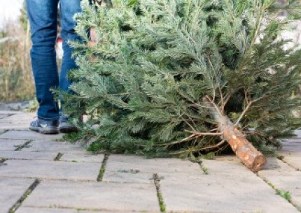 Donnez une seconde vie à vos sapins de Noël !