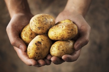 Vente solidaire de pommes de terre à prix coûtant