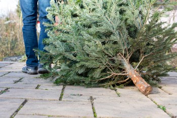 Collecte des sapins