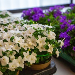 Remise des prix Jardins et balcons fleuris