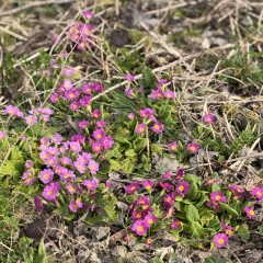 Héritage de la Colline : dernière visite 